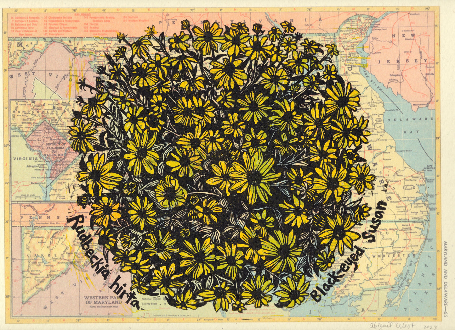 Maryland State Flower: Black-eyed Susan printed on vintage map