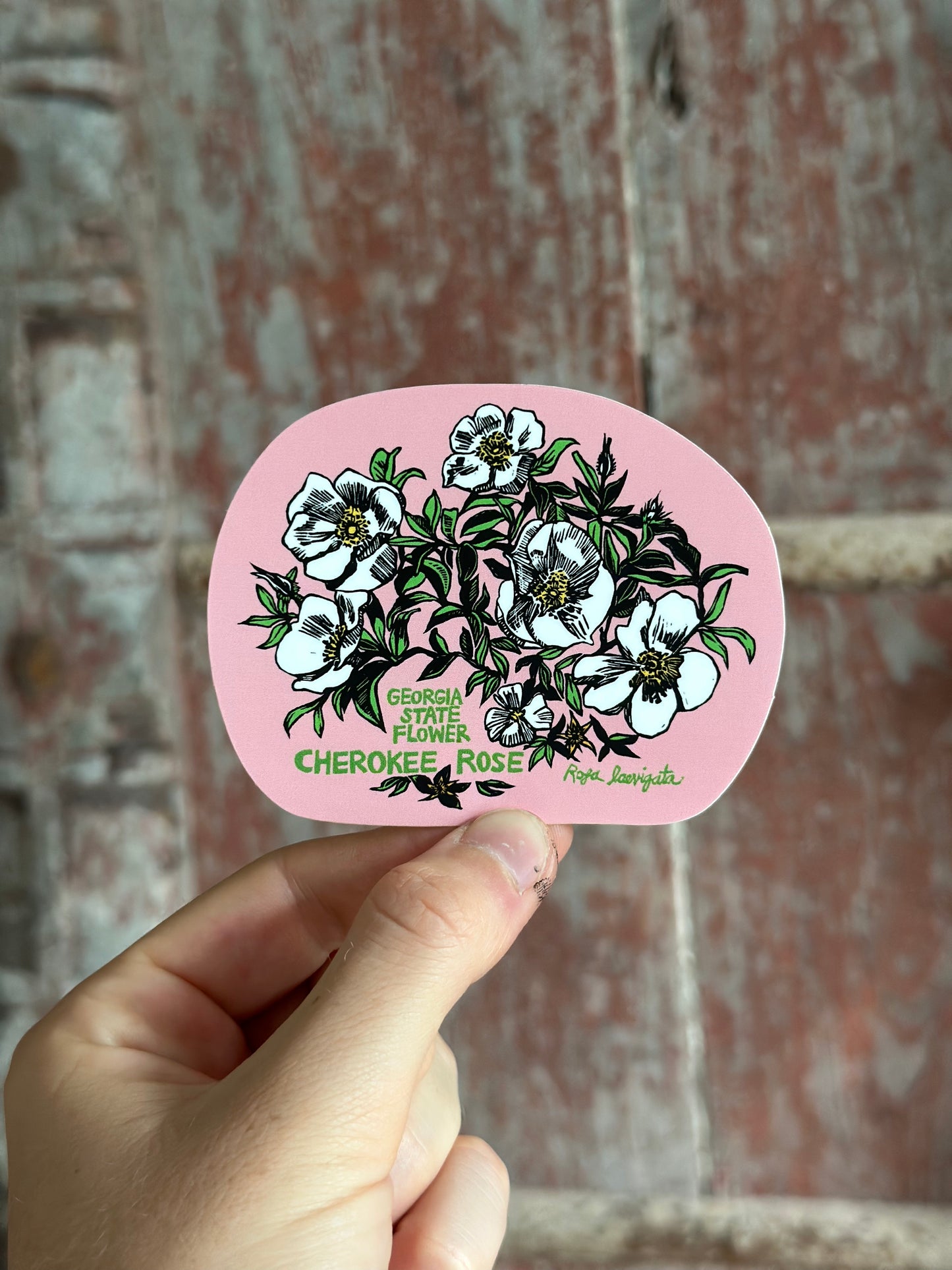 Cherokee Rose Vinyl Sticker